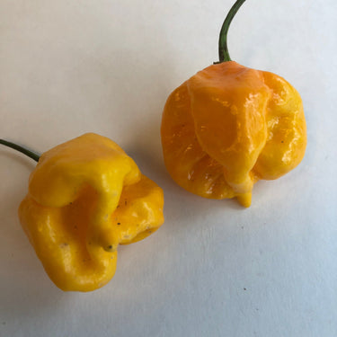 Yellow Reaper Cross - Seeds - The Pepper Pantry (Formerly Marie Sharp's)